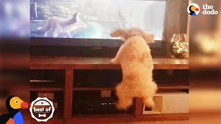 Dog Jumps With Animals On TV + Funny & Cute Videos April 2018 | The Dodo Best Of