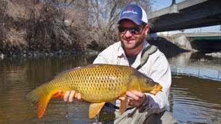 Carp Fly Fishing - South Platte River Denver