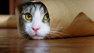 Funny Cats Compilation [Most See] Funny Cat Videos Ever