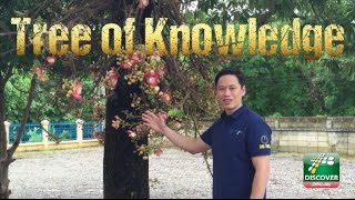 Tree of Knowledge | BEST info about BUDDHISM