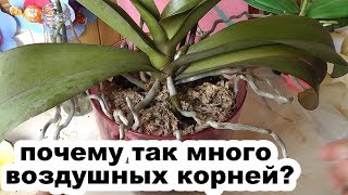 воздушные кони у орхидеи обрезать или закапывать?