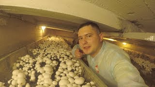 Бизнес в гараже | Выращивание шампиньонов