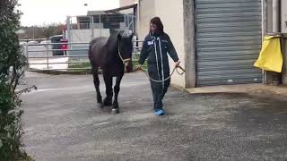 Laska, les premiers pas du premier cheval équipé d'une prothèse postérieure