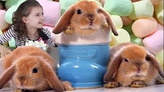 Вызов ПУХЛЫЙ КРОЛИК Челлендж Chubby bunny challenge