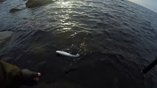 Кумжа в осенние утро.