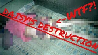 Daisy's Destruction | REAL Snuff Film Inhalt und Interview