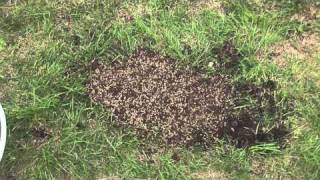 How To Repair A Lawn