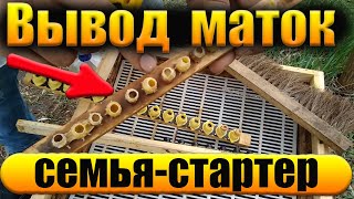 Вывод маток.Семья-стартер выполняет функцию приемщицы личинок пчел.