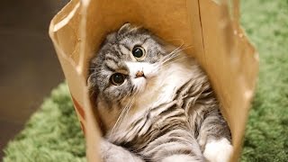 Adorable Cats Compilation - Funny Cat Vines #16 - Lovely Cats