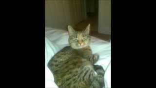 Fleaze - Gay For Cats