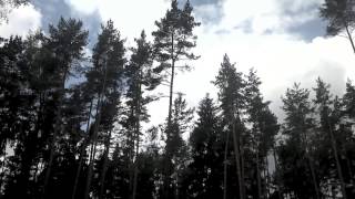 Направленная валка дерева