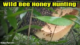 Amazing... Wild bee honey harvest