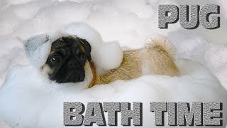 PUG BATH TIME | МОПС КУПАЕТСЯ СМЕШНОЕ ВИДЕО  | FUNNY VIDEO | PUG TV