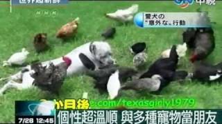比特犬當雞爸爸 主人PO網超吸睛