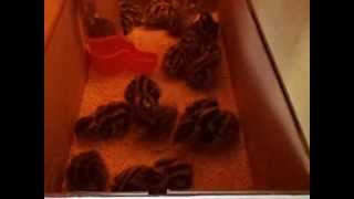Εκκολαπτική μηχανή.HOME MADE INCUBATOR WITH AUTOMATIC EGG TURNER 3