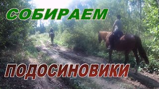 Тихая охота.Сбор грибов.Ведро Подосиновиков.Девушки в лесу.Грибы в Калужской области.