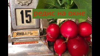 Дачные сезоны с Мариной Рыкалиной 15.01.19. Герань формировка. Редис на окне. Огурцы подкормка.