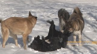 Собачья свадьба