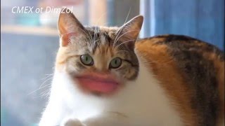 Самое смешное видео в мире.Подборка  2016.Смешные кошки.Ржач!!!