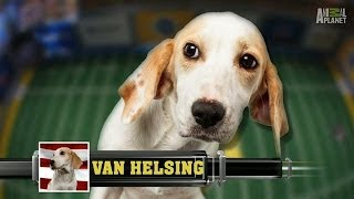 Meet Van Helsing | Puppy Bowl X