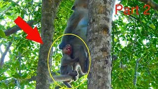 Million worry !! Elsa warning on Eleno on top of tree we are very worry Eleno fall down /Monkey Post