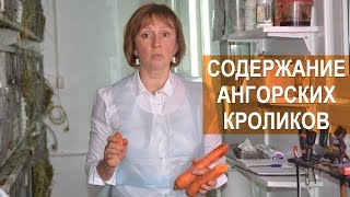 Содержание ангорских кроликов. Арт-Ферма RUSANGORA