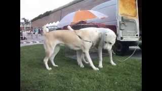 Central Asian Shepherd Dog GELIN and YUSUF playing