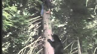 Защита от медведей. BearSprey