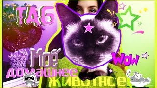TAG: Моё домашнее животное , Багира :3 | TAYA
