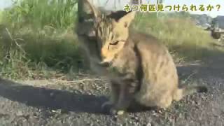 【癒し動画？】ネコの楽園に行ってきた！【猫の島】