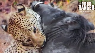 Leopard Vs Warthog: Incredible Battle for Survival!
