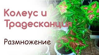Колеус и традесканция размножение для открытого грунта