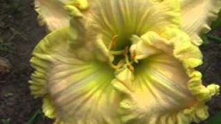 Лилейник Daylily WONDER OF IT ALL