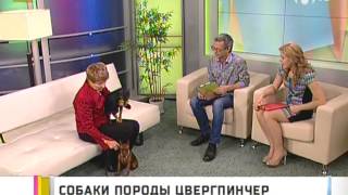Порода собак - Цвергпинчер