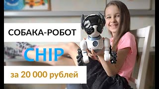 Собака-робот CHIP. Игрушка за 20000 рублей! РАСПАКОВКА и обзор. Подарок на день рождения ребенку