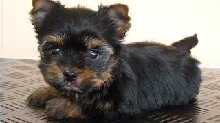 Йоркширский терьер( смешное видео)