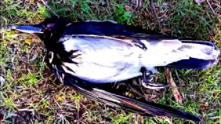 Crow Hunting 9