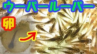 パウパが産んだ卵から大量の赤ちゃんが生まれた！&成長した