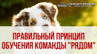 Как научить собаку команде Рядом? Правильный принцип обучения собаки команде "Рядом"