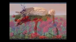Areg Lusinyan. Children's Songs. Մանկական երգեր.