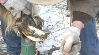 good farrier instructional video for long toes