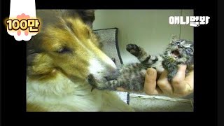 어디서 자꾸 냥줍해와서 자기가 키우는 개ㅋㅋ ㅣDog Keeps Bringing Kittens Home And Raise Them LOL