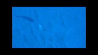 Underwater Nannygai fish Feeding Frenzy!! Great Barrier Reef!!