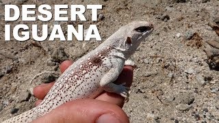 HERPING FOR DESERT IGUANAS!