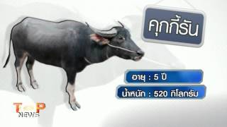 Top News : ควาย แสนห้า 555 (28 ต.ค. 58)