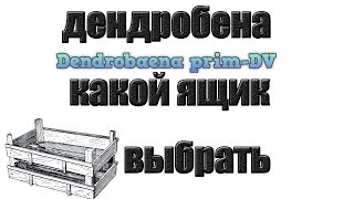 Червь Дендробена Венета.Какой ящик выбрать.Разведение..Червь для рыбалки.Дождевой червь.