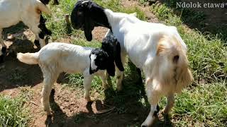 Harga kambing paketan di pasar kliwon
