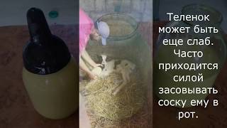 Отел коровы
