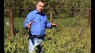 СЕЗОН ЗАБОТ 05 05 2012_ч3-малина смородина
