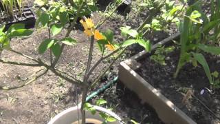 Growing Citrus Trees in containers update 2013